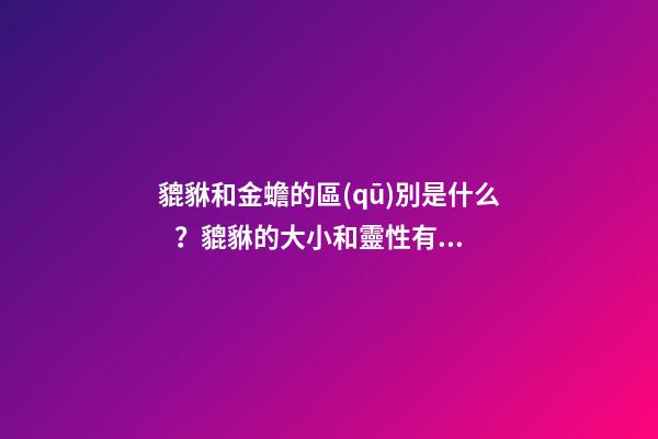 貔貅和金蟾的區(qū)別是什么？貔貅的大小和靈性有關系嗎？